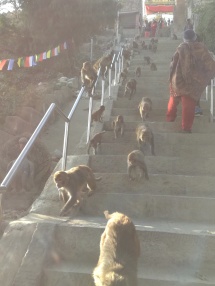 The ascent to monkey temple
